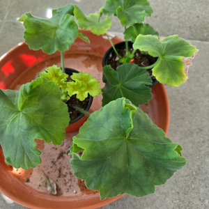 시크그랑프리외1종