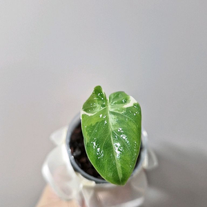 알로카시아 마크로리자 바리에가타