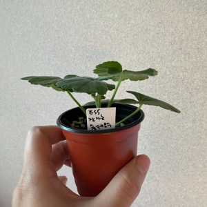 러시아제라늄2종_ess잠자는숲속의공주 가쉽걸