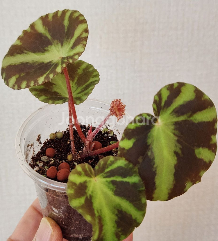 클레오파트라 베고니아--0