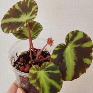 클레오파트라 베고니아