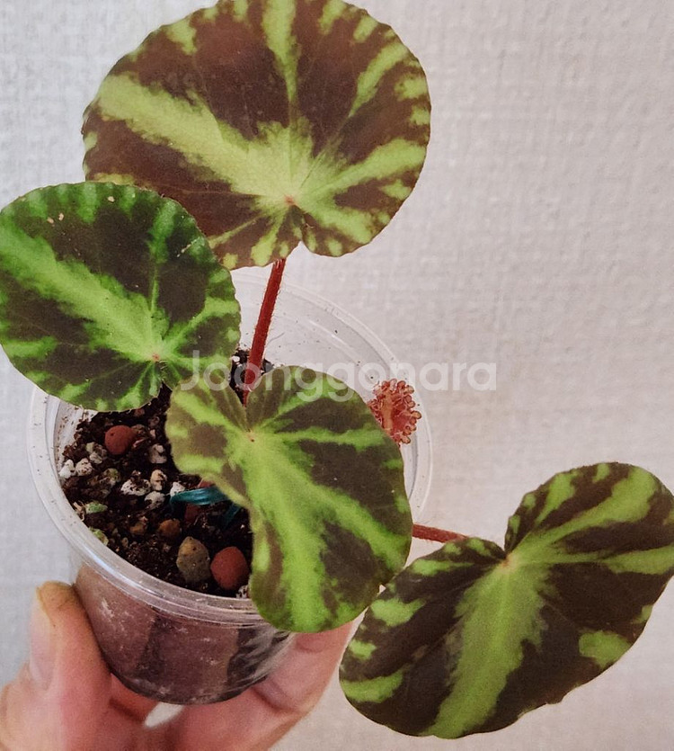 클레오파트라 베고니아--1