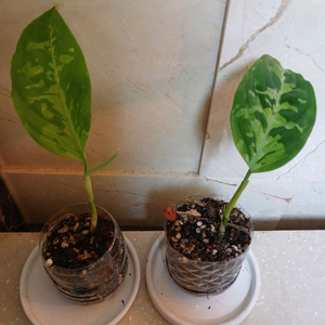 픽텀 트리칼라 2종 판매