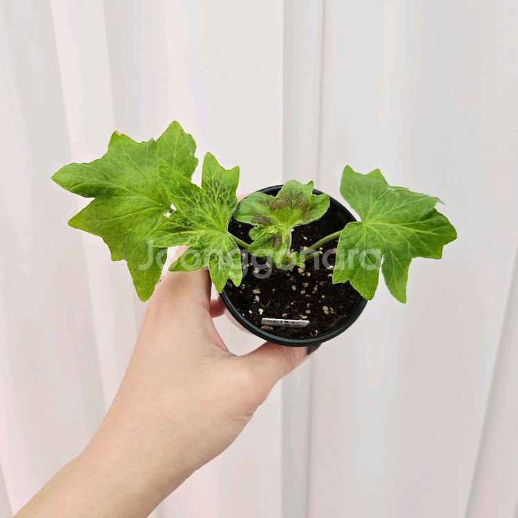 캔디플로스도넛 제라늄--0