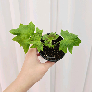 캔디플로스도넛 제라늄