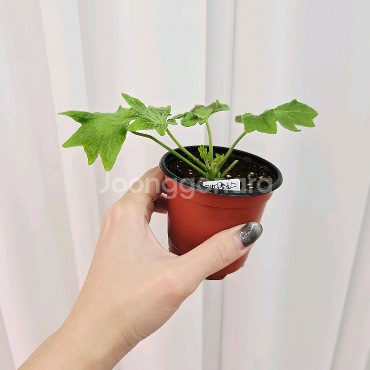 캔디플로스도넛 제라늄--1