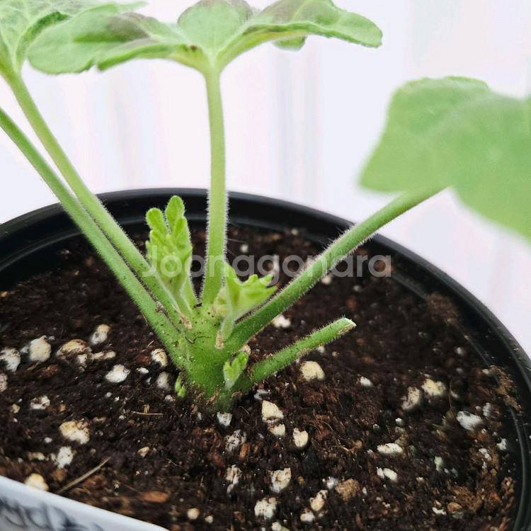 캔디플로스도넛 제라늄--2