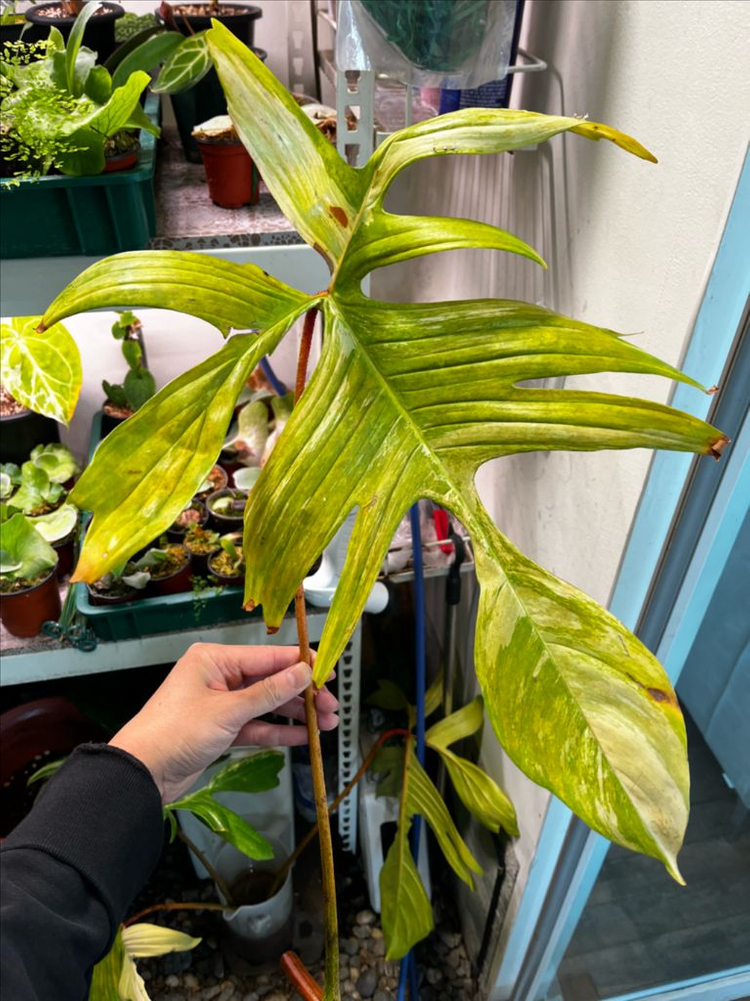 필로덴드론 플로리다뷰티 바리에가타 대품 분양--3