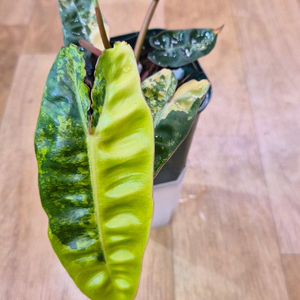 필로덴드론 빌리에티에바리에가타