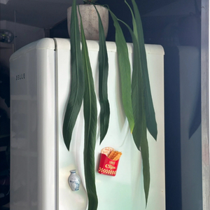 안스리움 관엽식물 비타리폴리움 초대품