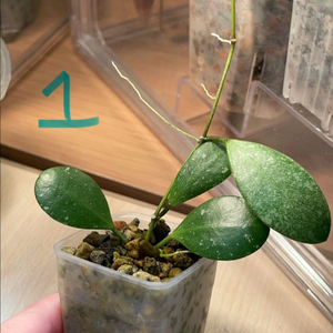 호야 ets10 (3개체)