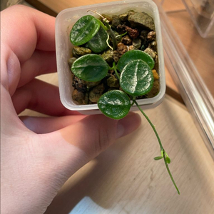 호야 뉴원산엔시스