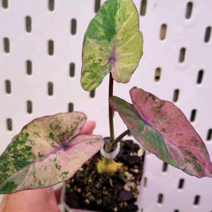 콜로카시아 퍼플크림마블