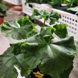 제라늄. 바빌론