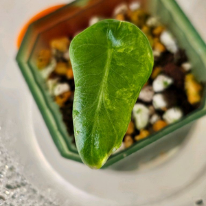 알로카시아 포르테이 엘로우 바리에가타<안스 호야x>