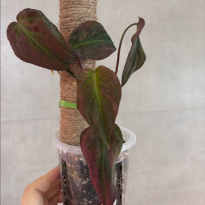 필로덴드론 민트미칸 바리에가타