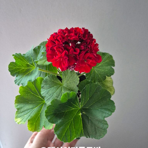 제라늄 오덴시외뢰들루반