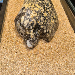 미사리22/10/15(좌대있음)