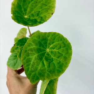 베고니아 푸토엔시스