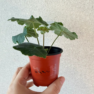 러시아제라늄3종_귀족부인 송오브콜초바 파라다이스애플