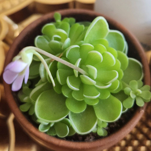 꽃대.벌레잡이제비꽃))대형 에셀리아나.토분