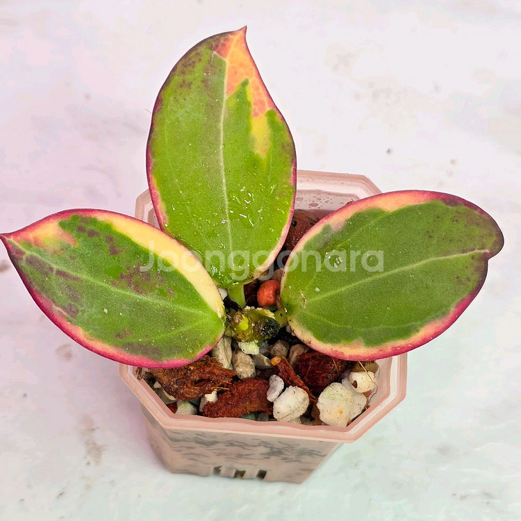 호야 파라알보 (알로x안스x)--0