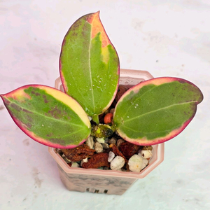 호야 파라알보 (알로x안스x)