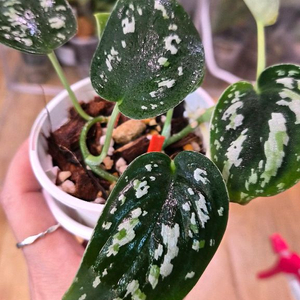 스킨답서스 픽투스트리컬러