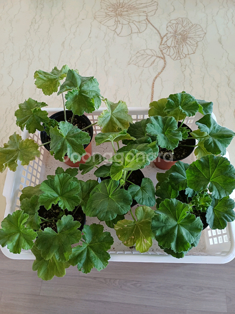 북안드로메다와 제라늄4종--0