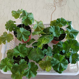 북안드로메다와 제라늄4종