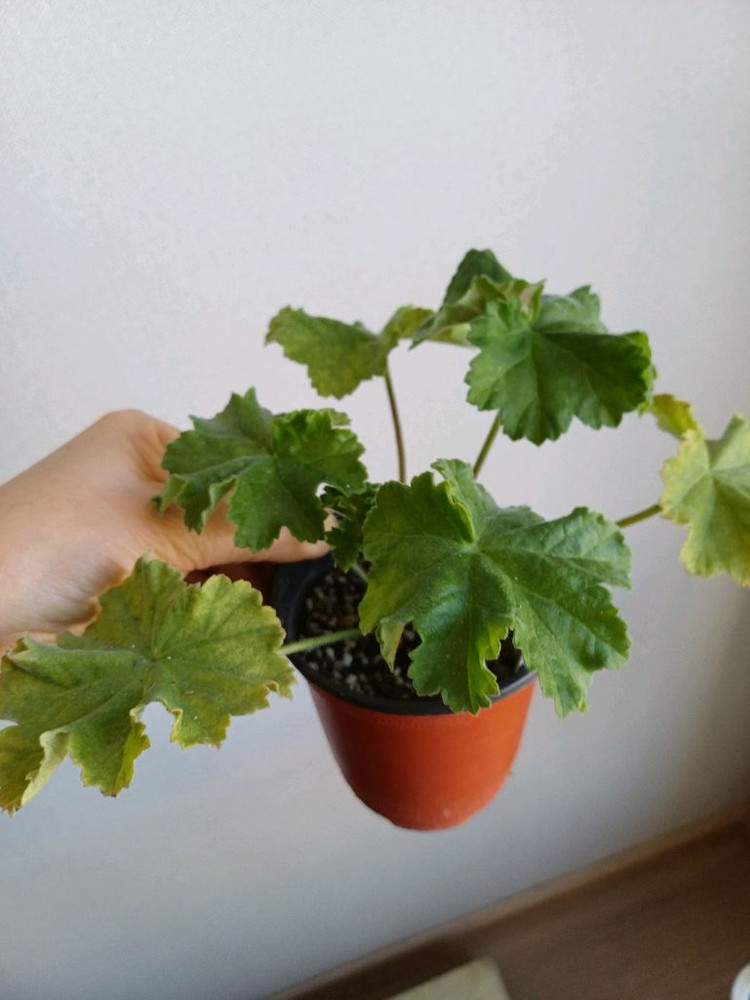 북안드로메다와 제라늄4종--1