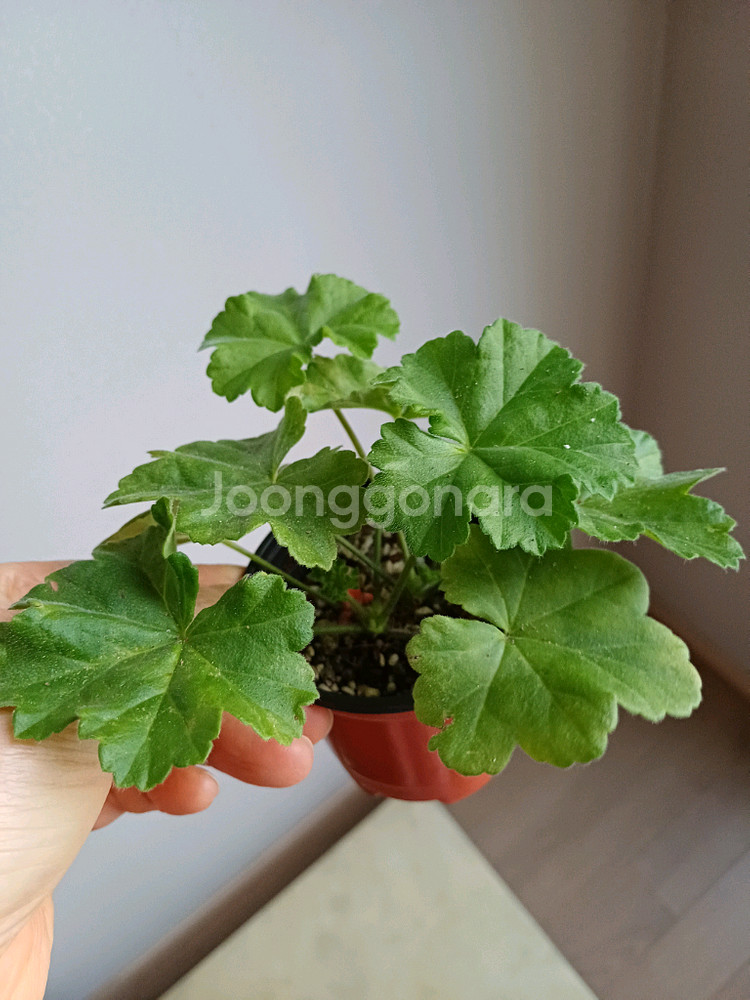 북안드로메다와 제라늄4종--2