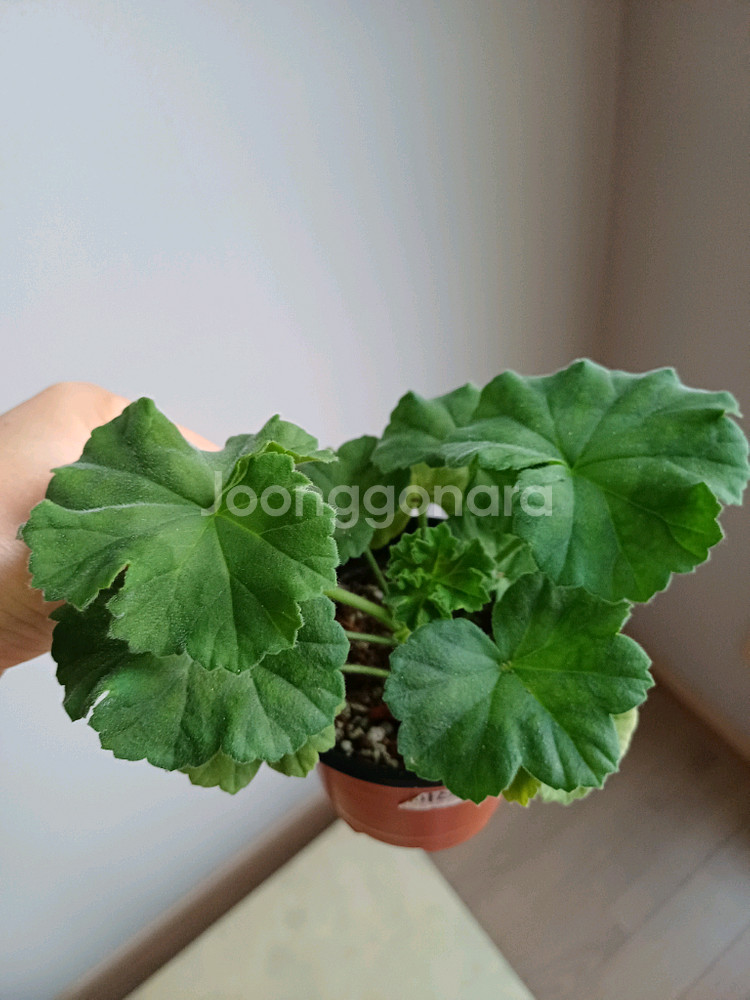 북안드로메다와 제라늄4종--3