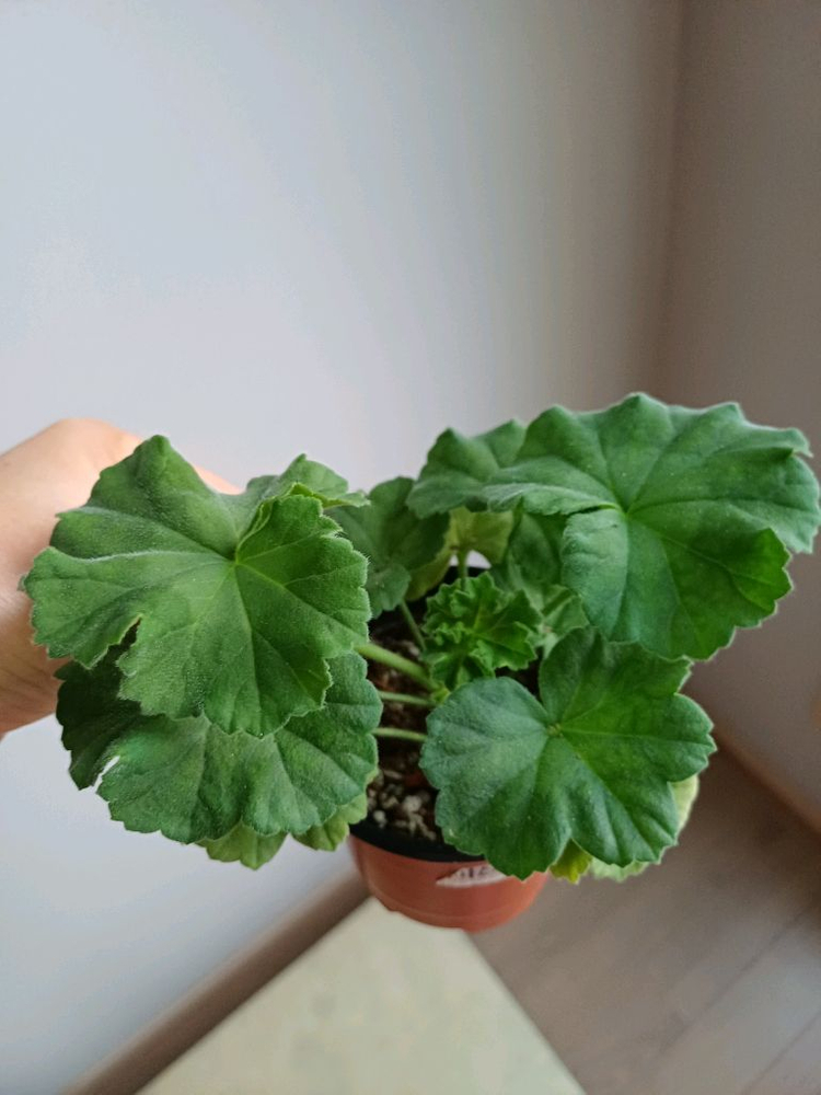 북안드로메다와 제라늄4종--3