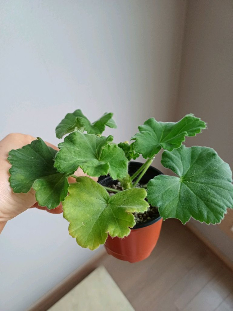 북안드로메다와 제라늄4종--4