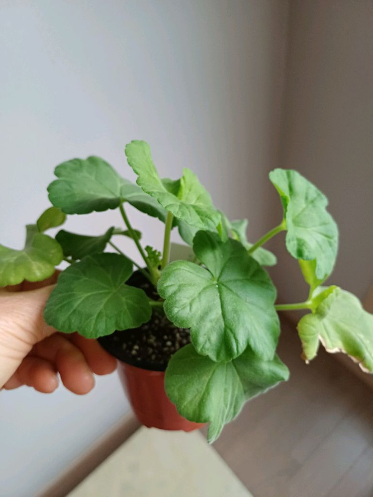 북안드로메다와 제라늄4종--5