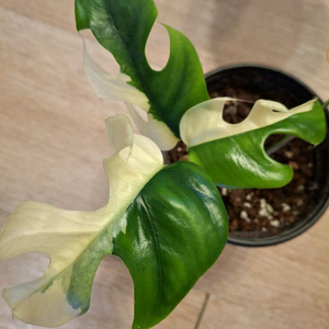 무늬히메몬스테라.옐로우몬스테라2종