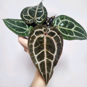 안스리움 NSE 레드크리스탈리넘 바텀