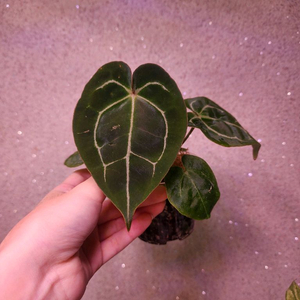 안스리움 미쉘자라 포게티 하이브리드