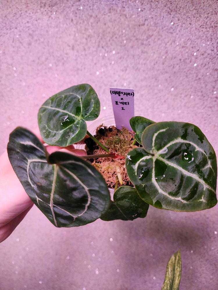 안스리움 미쉘자라 포게티 하이브리드--1