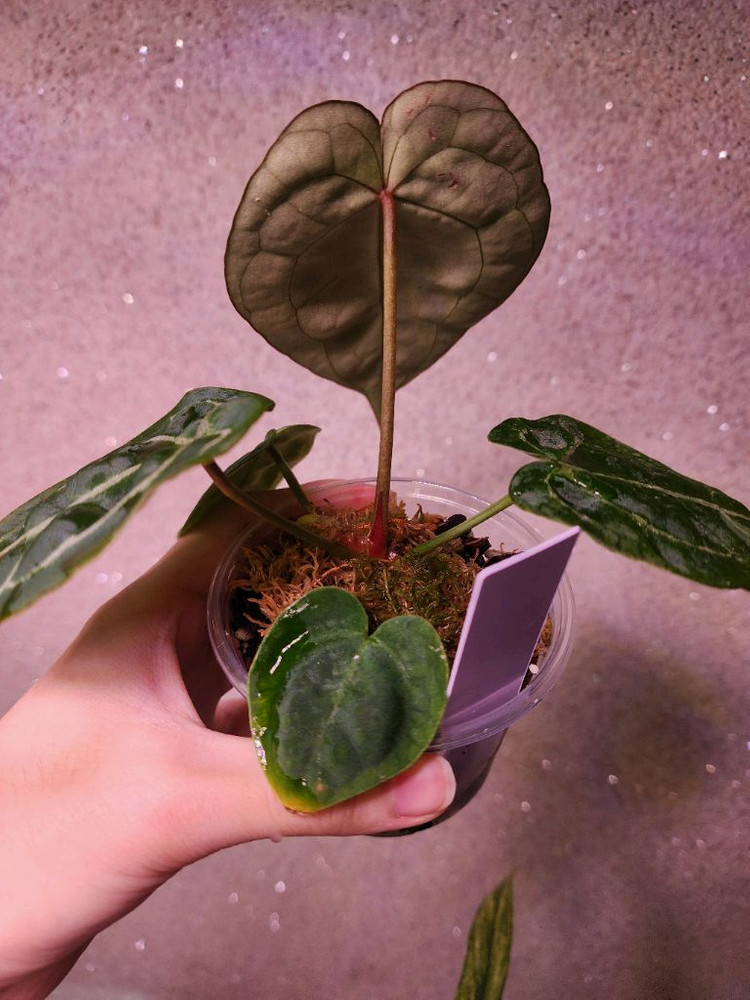 안스리움 미쉘자라 포게티 하이브리드--2