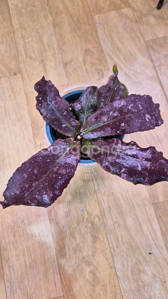 호야 운둘라타--0