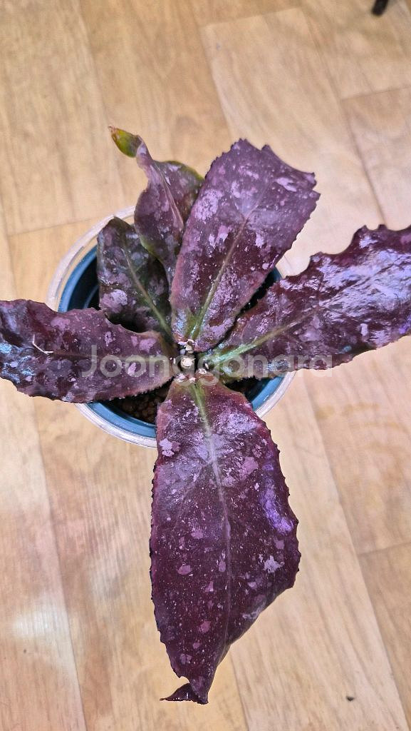 호야 운둘라타--1