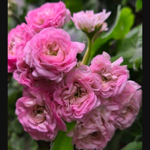 에릭 스타판타지 제라늄