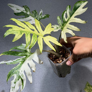 브랜시폴리아 바리에가타 알보 무늬천재