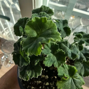 심포에지아 제라늄