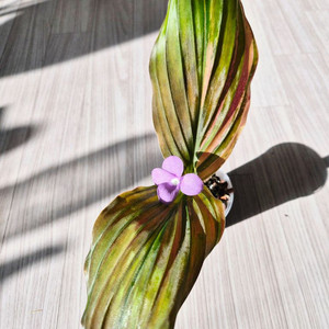 피치무뉘생강 #캠페리아sp.핑크