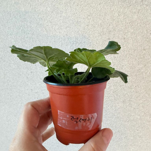 러시아제라늄2종_럭셔리 나의선택