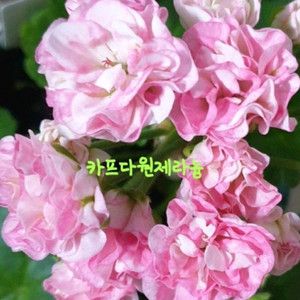 제라늄 카프다원