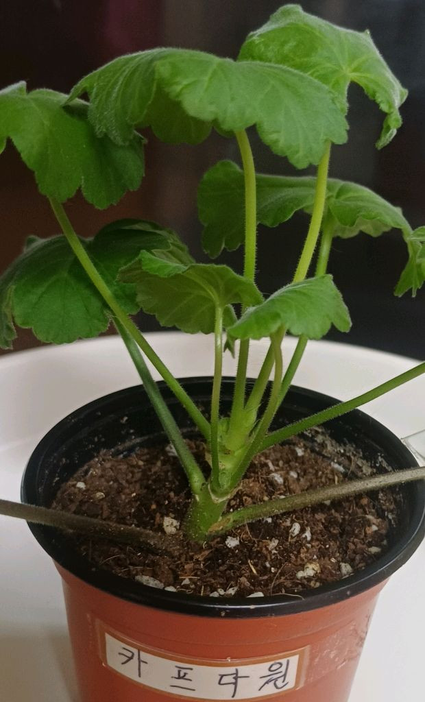 제라늄 카프다원--1